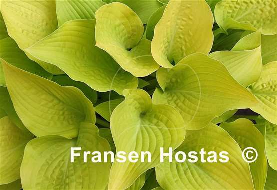 Hosta Zitronenfalter